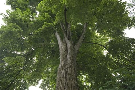 American Linden Tree Leaves