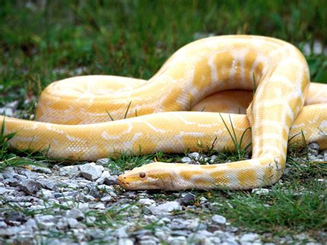 Animales en el Planeta: La pitón reticulada (Python reticulatus ...