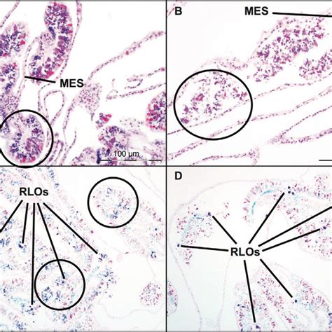 Examples of the ciliates found (all stained with H&E). (A) Two of 3 ...