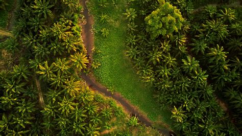 Top View Photo of Unpaved Road Surrounded by Trees · Free Stock Photo