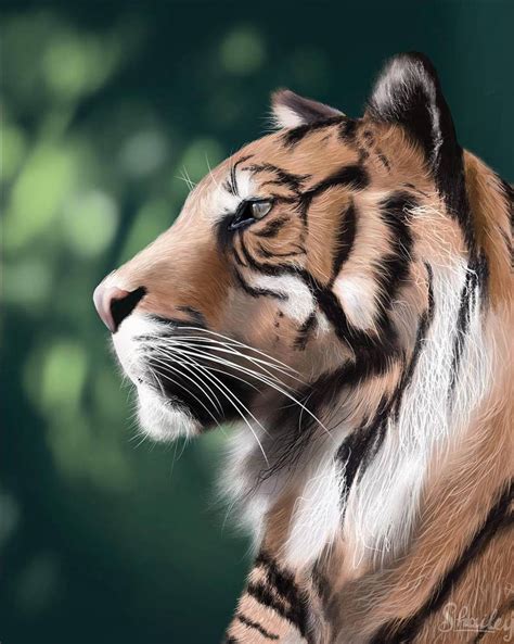 Tiger portrait by shaileyy on DeviantArt