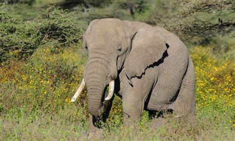 Ngorongoro Crater Elephants | Ngorongoro Conservation Area