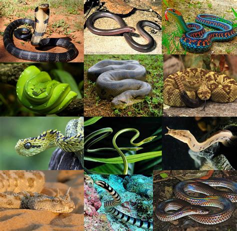 Evolution of Snakes