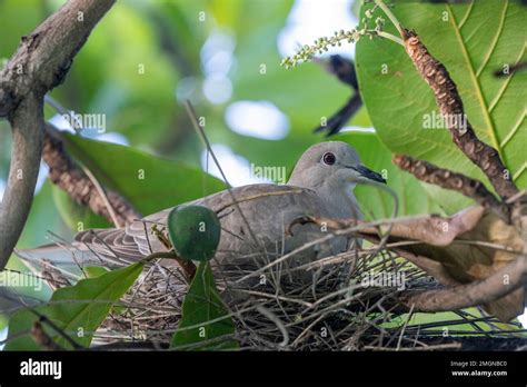 Eurasian collared dove (Streptopelia decaocto) on nest. Dominica ...