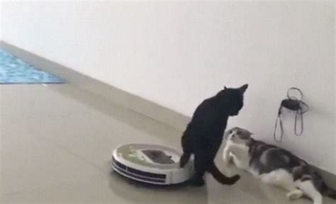 Cat kicks oncoming Roomba like a boss / Boing Boing