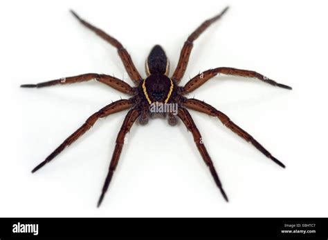 Raft spider male Cut Out Stock Images & Pictures - Alamy