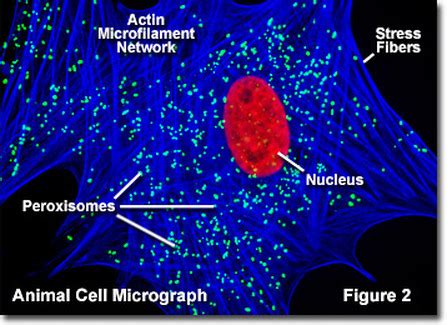 Peroxisome - THE INNER WORKINGS OF AN ANIMAL CELL