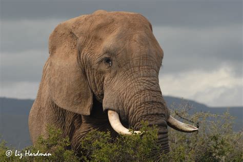 In support of an Anti-poaching Campaign: Elephant Tusks! – Nature on the Edge