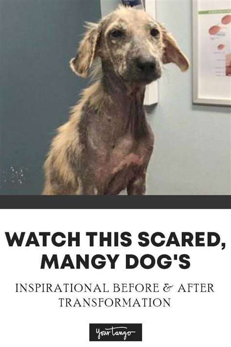 Watch This Scared, Mangy Dog's Inspirational Before & After Transformation | Dogs, Rescue dogs ...