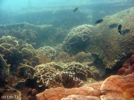 Coral Reefs - Coral Reefs of Singapore