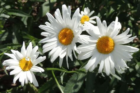 How to Grow Daisy Flowers. Growing Perennial Daisies Flower Plant.