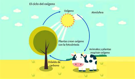 Ciclo Del Oxigeno Dibujo - Infoupdate.org