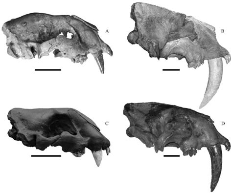 Comparision of the skulls of (top) Smilodon fatalis and (bottom ...