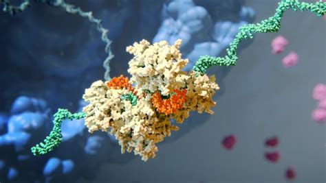 RNAi Therapeutics | How RNA Interference Works | Alnylam® Pharmaceuticals