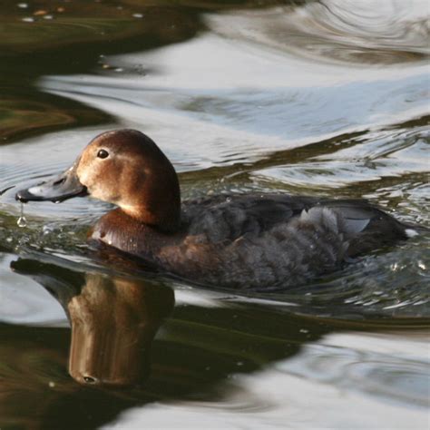 Pochard