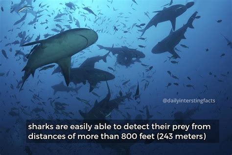 types of shark : r/dailyinterstingfacts