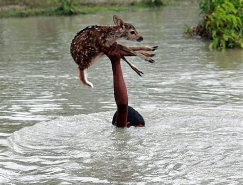 Boy saves fawn during flood in Bangladesh. Faith in humanity restored. | Baby deer, Save animals ...