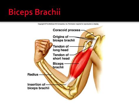 PPT - The Elbow Joint: Strength & Flexibility Exercises PowerPoint Presentation - ID:1782690