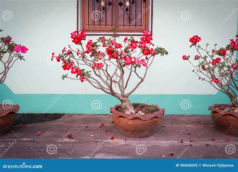 Adenium in pot stock photo. Image of blossom, flower - 90600692