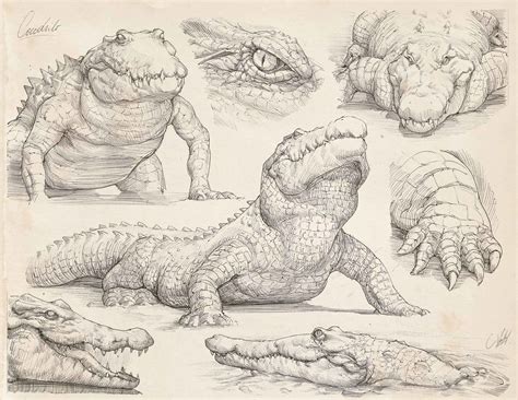 Fantastique Images Reptiles dessin Concepts,Pencil studies, Francisco Vásquez on ArtStati... en ...