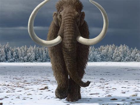 Humans hastened extinction of woolly mammoth | Mirage News
