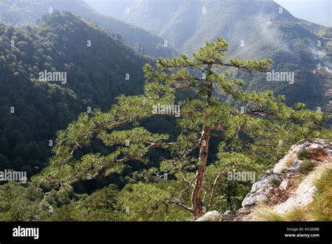 pine tree on mountain landscape Stock Photo - Alamy