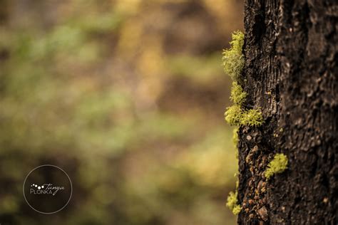 Crowsnest Pass Landscapes - Blog | Lethbridge Wedding Photography ...