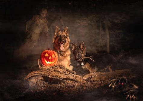 german shepherd halloween special | German shepherd, Gsd, Shepherd