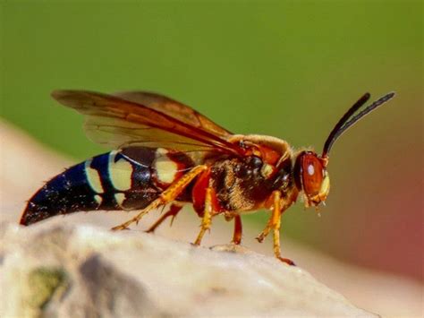 Cicada Killer Wasps Come To MetroWest: Patch PM | Wellesley, MA Patch