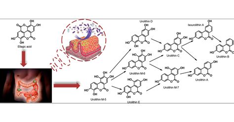 Time Course Production of Urolithins from Ellagic Acid by Human Gut Microbiota | Journal of ...