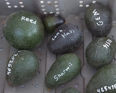 The Reed avocado tree: a profile - Greg Alder's Yard Posts: Southern California food gardening