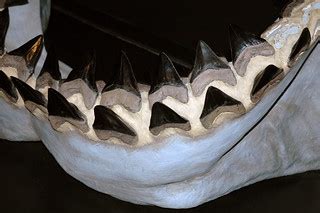 Carcharodon megalodon fossil shark jaw (reconstruction) (l… | Flickr