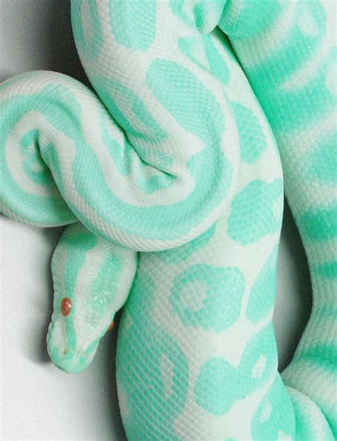 mint green. | Albino animals, Snake, Reptiles