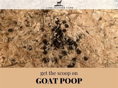 Goat Poop Chart | The Scoop On Poop — Lone Feather Farm