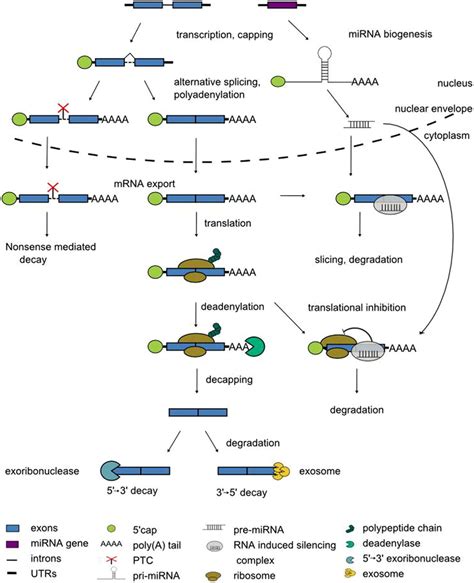 Steps in pre-mRNA processing. See text for details. | Download Scientific Diagram