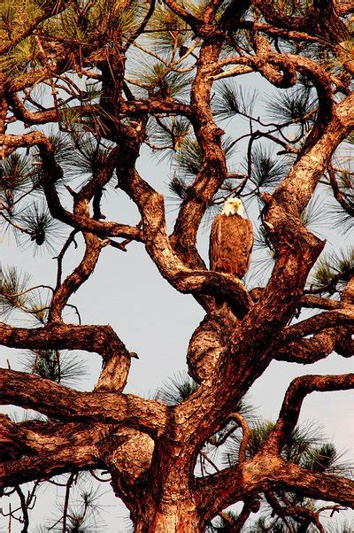 female bald eagle looks her | Free Photo - rawpixel