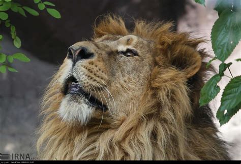 Persian Lion Returns To Iran After 80 Years - Iran Front Page