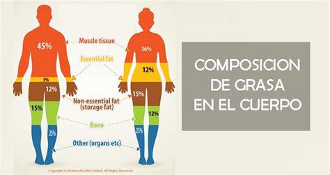 ¿CUALES SON LAS ZONAS DE GRASA DEL CUERPO Y CÓMO CONTROLARLAS ...