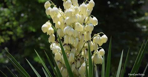 Yucca Flower: How To Handle A Flowering Yucca Plant