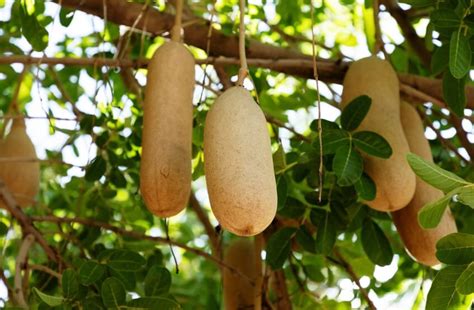 Benefits And Uses Of Kigelia Africana (Sausage) Tree