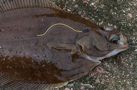 Flatfish Identification A Simplified Guide to Common Flatfish | Planet Sea Fishing