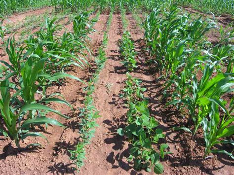 Intercropping - Types and Advantages - Cultivation Of Crops