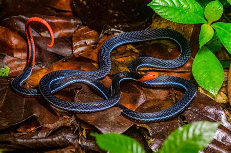 10 Astounding Facts About Blue Coral Snake - Facts.net