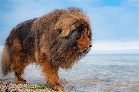 16 Dogs That Look Like Lions - Hey, Djangles.