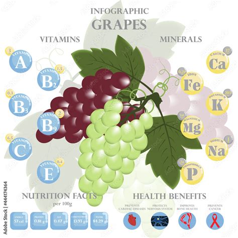 Health benefits and nutrition facts of grapes infographic vector ...