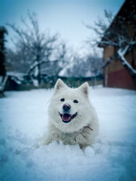 A Samoyed Dog in the Snow · Free Stock Photo