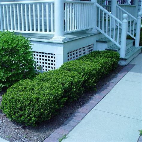 Dwarf Yew (Brevifolia) | Yew shrub, Full shade plants, Shrubs