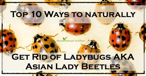 Top 10 Natural Ways To Get Rid of Ladybugs AKA Asian Lady Beetles | Lady beetle, Asian beetle ...