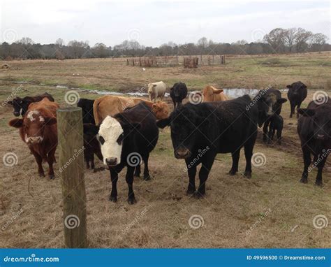 Cows Stock Photo - Image: 49596500