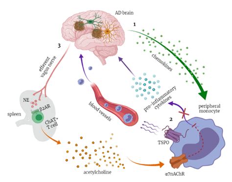 Diagnostics | Free Full-Text | Blood-Based Biomarkers of Neuroinflammation in Alzheimer’s ...